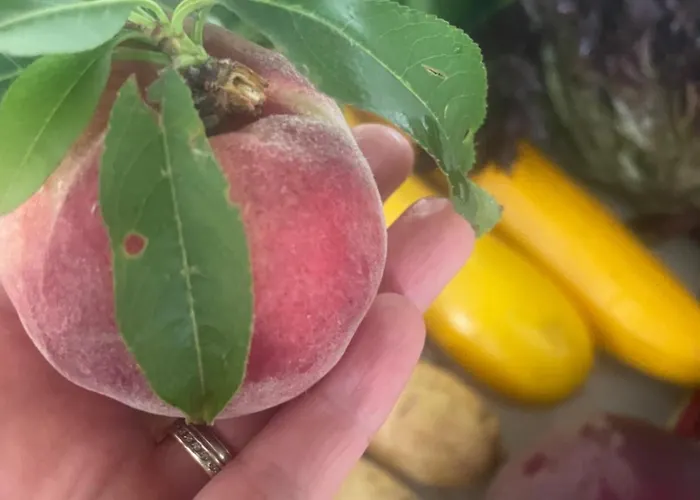 Un Petit Ilot De Confort - Made In Finland 住宿加早餐酒店 蒙弗朗坎